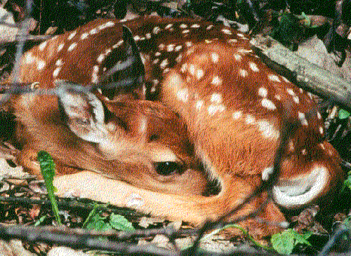 Proper environmental stewardship of Plummers Hollow depends on the control of two keystone species: white-tailed deer and human beings (photo by Bruce Bonta)