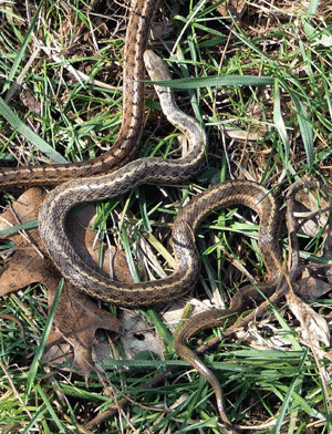 garter snakes