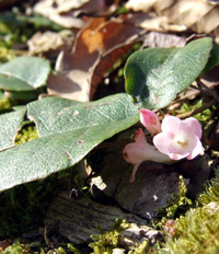 Trailing arbutus