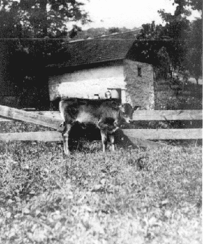 Springhouse with calf, date and photographer unknown