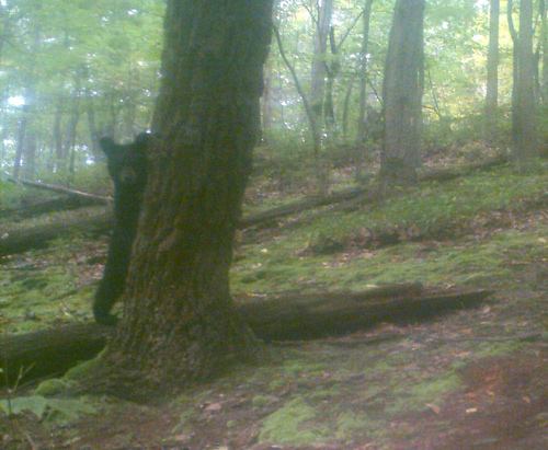 game-cam bear cub