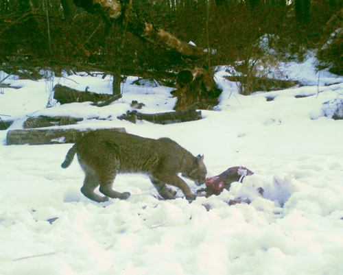 game-cam bobcat