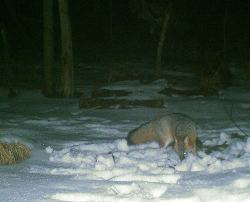game-cam gray fox