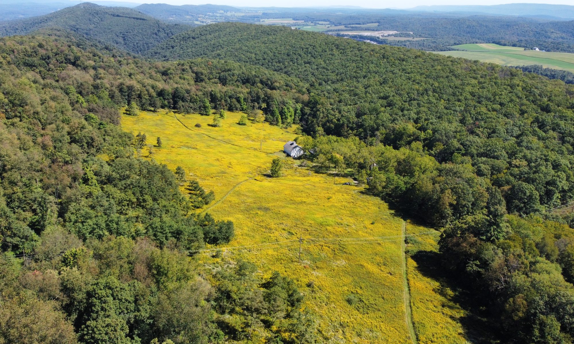 An aerial view of a mountaintop meadow, yellow with goldenrod, and the surrounding forest